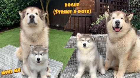 how is phil doing in my life with malamutes|Our New Malamute Meets Phil! The Teddy And Phil Story (So Cute!).